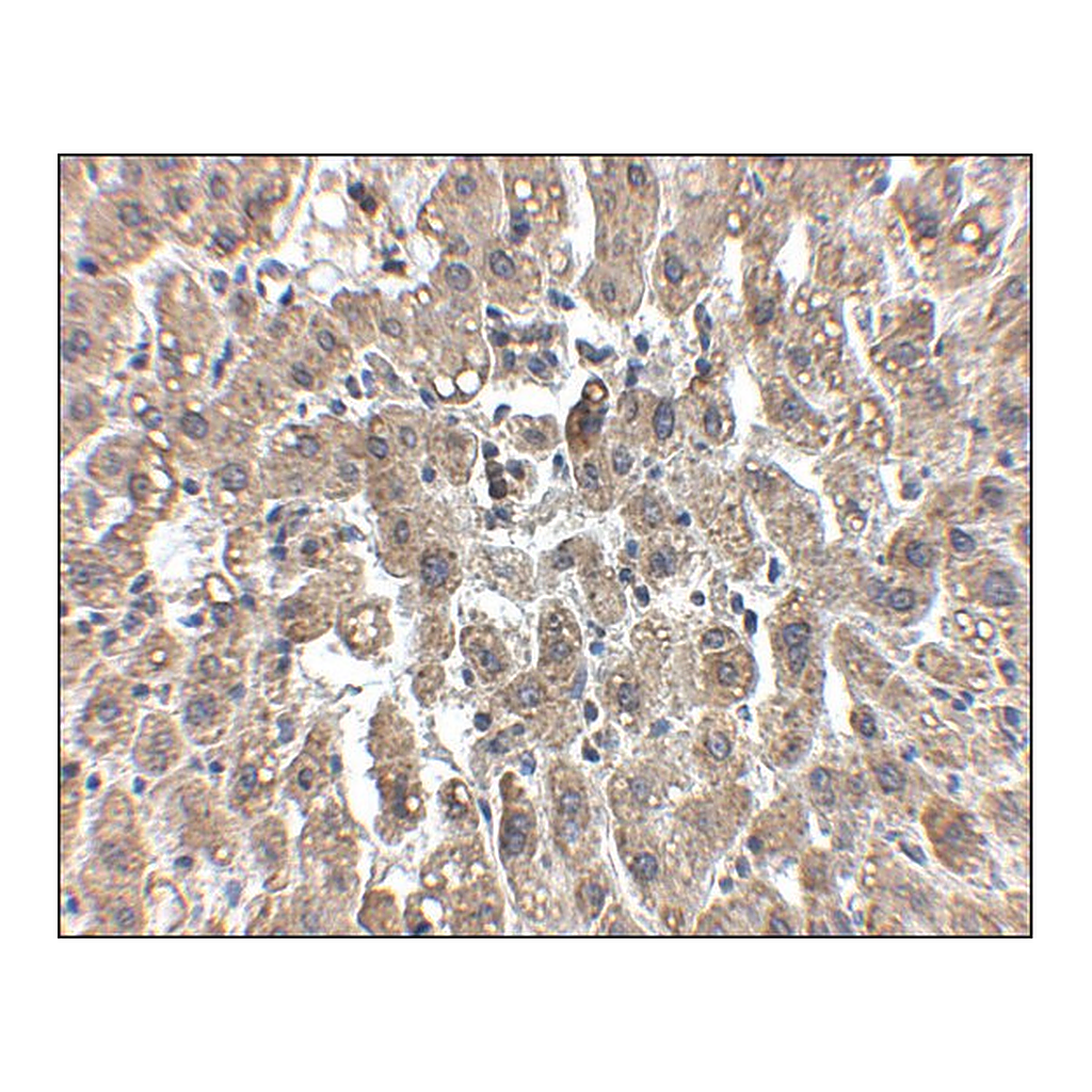 Merck Anti-LDL-R antibody produced in chicken