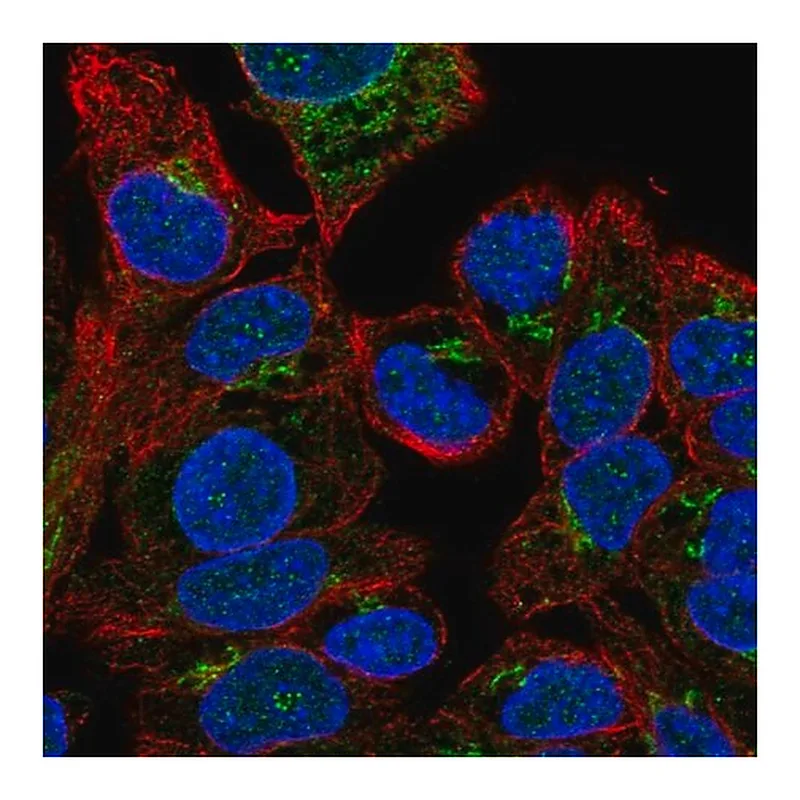 Merck Anti-F5 antibody produced in rabbit