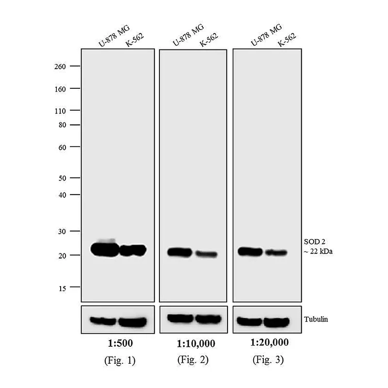 Thermo Fisher Scientific F(ab`)2-Goat anti-Mouse IgG (H+L) Secondary Antibody, HRP