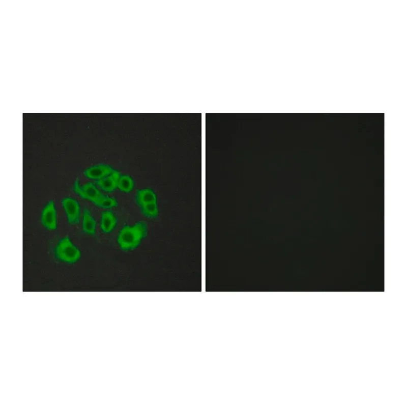 Merck Anti-Mucin-14 antibody produced in rabbit