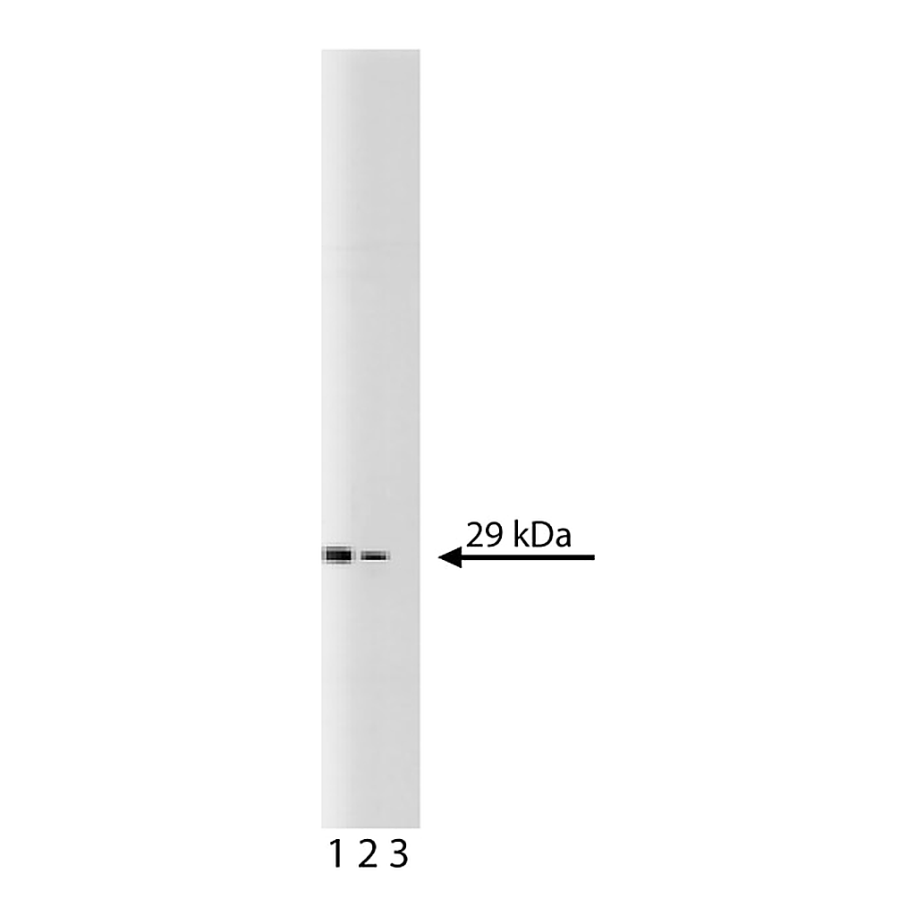 BD Purified Mouse Anti-Calretinin