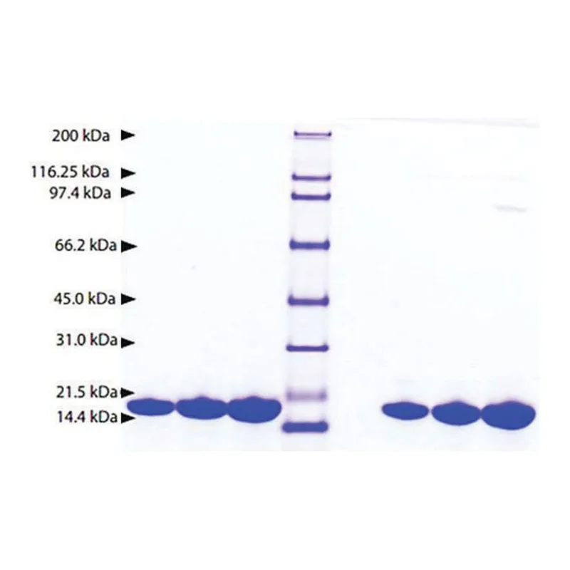 Merck Calmodulin from bovine brain