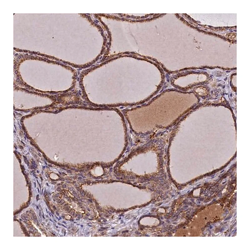 Merck Anti-DUOXA1 antibody produced in rabbit
