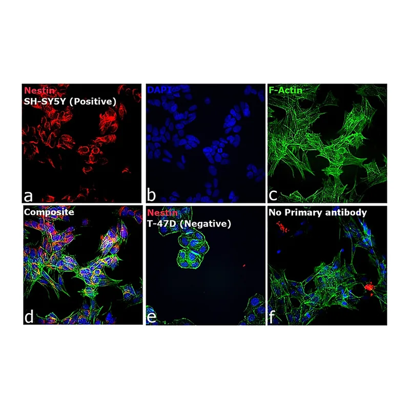 Thermo Fisher Scientific Goat anti-Mouse IgG (H+L) Cross-Adsorbed Secondary Antibody, Alexa Fluor 633