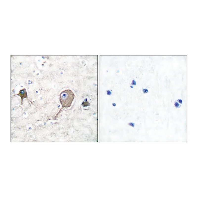 Merck Anti-NSE antibody produced in rabbit