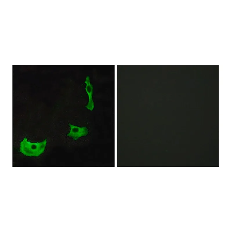Merck Anti-GPR17 antibody produced in rabbit