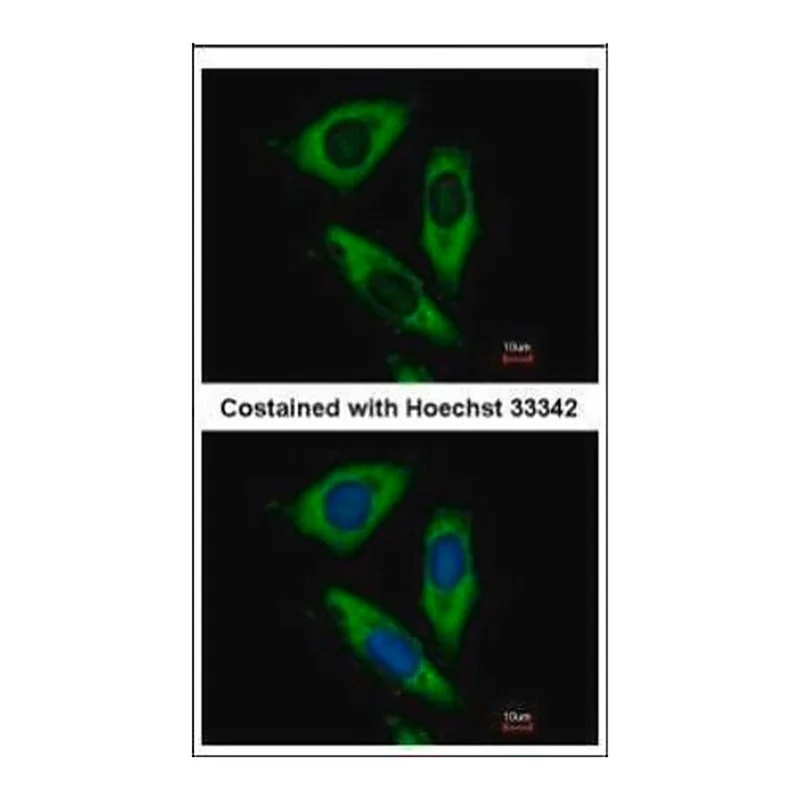 Merck Anti-RPL24 antibody produced in rabbit