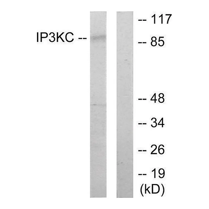 Merck Anti-IP3KC antibody produced in rabbit
