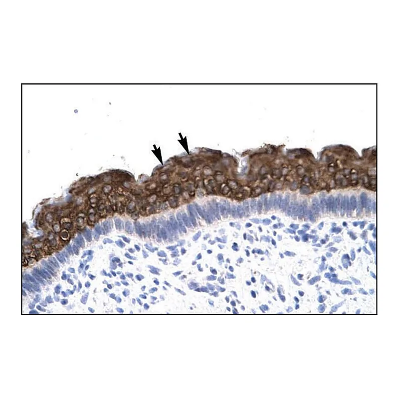 Merck Anti-AEBP1 antibody produced in rabbit