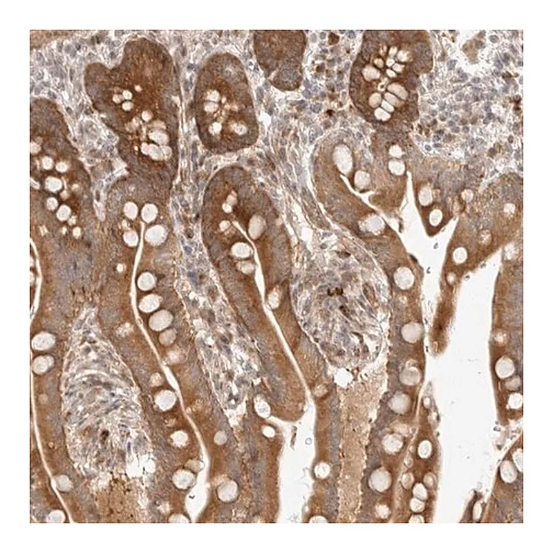 Merck Anti-DSCC1 antibody produced in rabbit