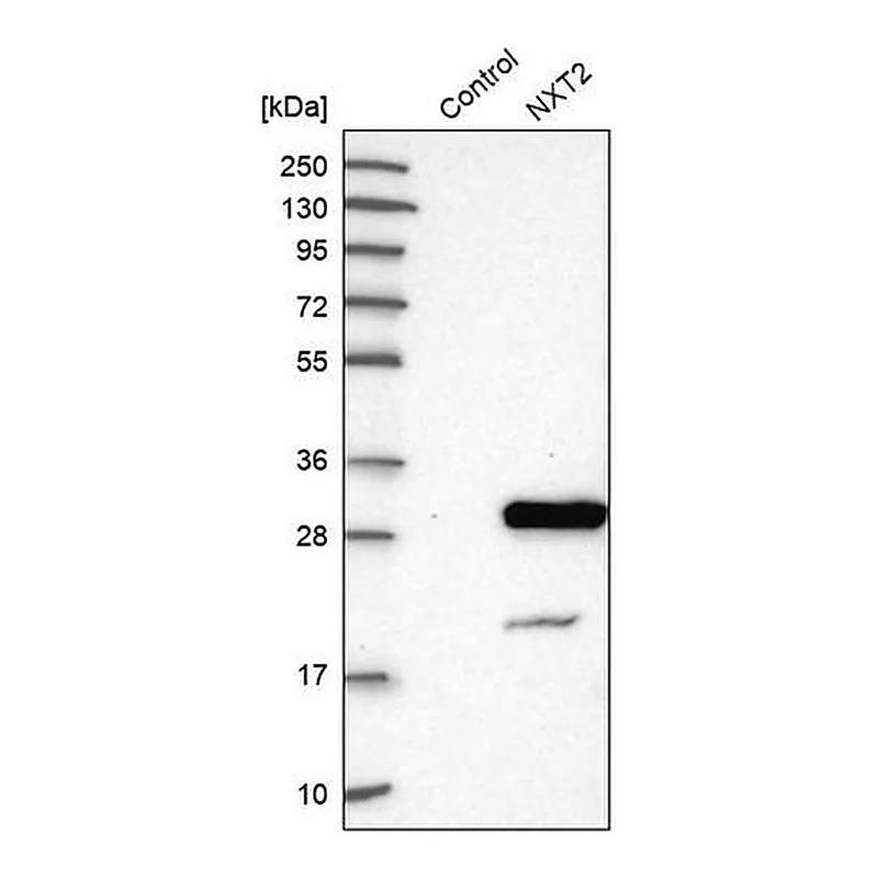 Merck Anti-NXT2 antibody produced in rabbit