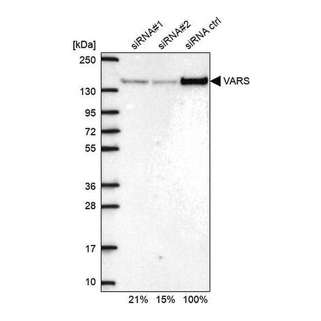 Merck Anti-VARS antibody produced in rabbit