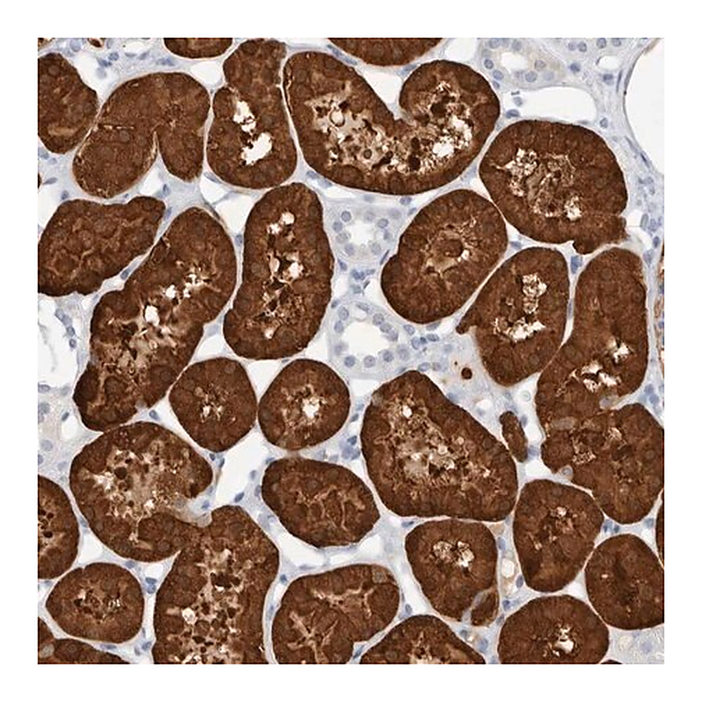 Merck Anti-NAPEPLD antibody produced in rabbit