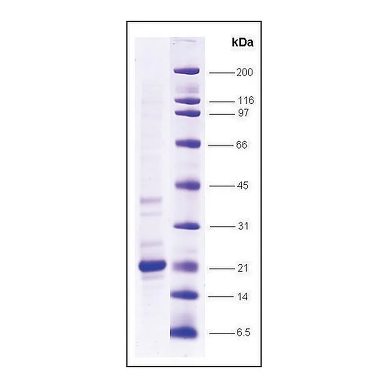 Merck TNFalpha, low endotoxin, His tagged human