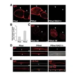 Thermo Fisher Scientific Rabbit anti-Mouse IgG Fc Secondary Antibody