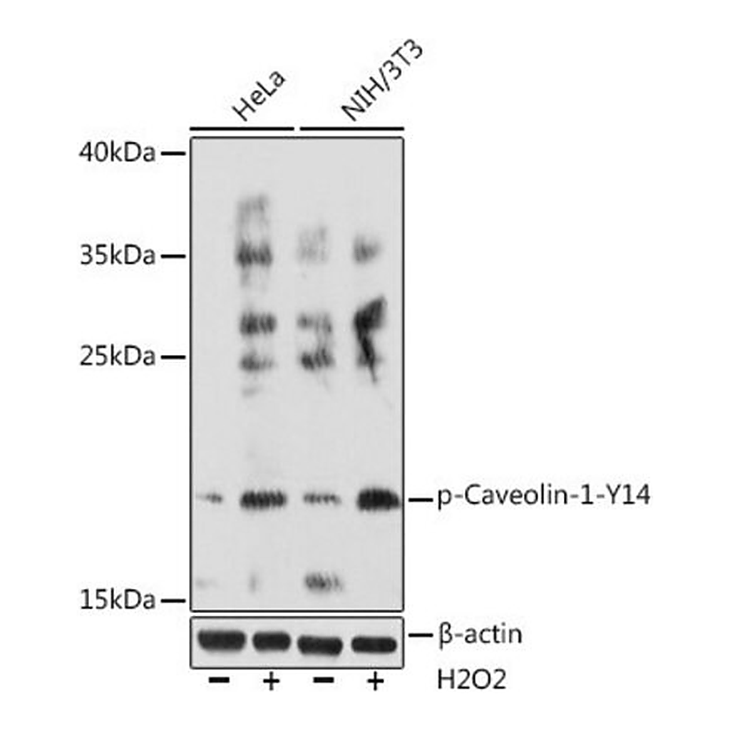 Merck Anti-Phospho-Caveolin-1-Y14 antibody produced in rabbit