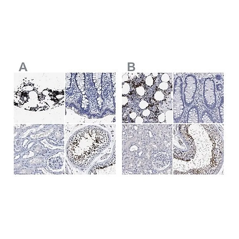 Merck Anti-HEMGN antibody produced in rabbit
