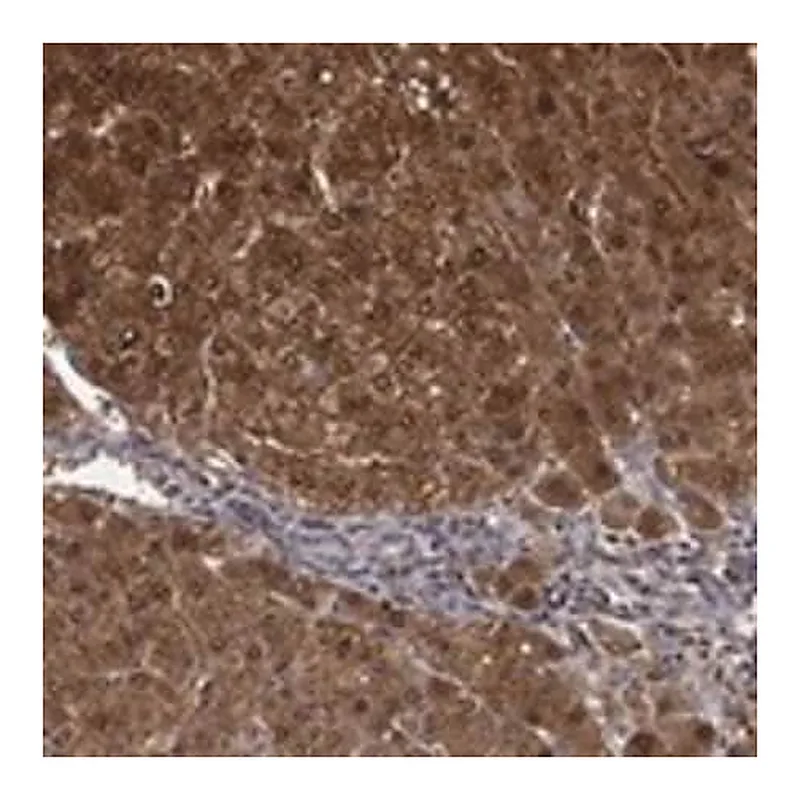 Merck Anti-DDT antibody produced in rabbit