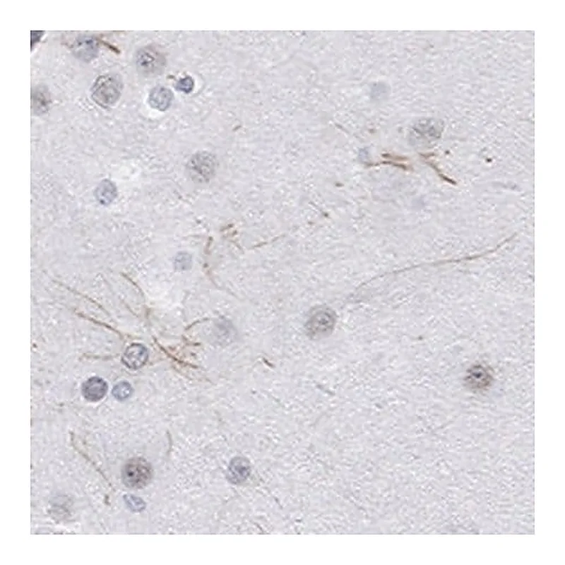 Merck Anti-KCNH8 antibody produced in rabbit
