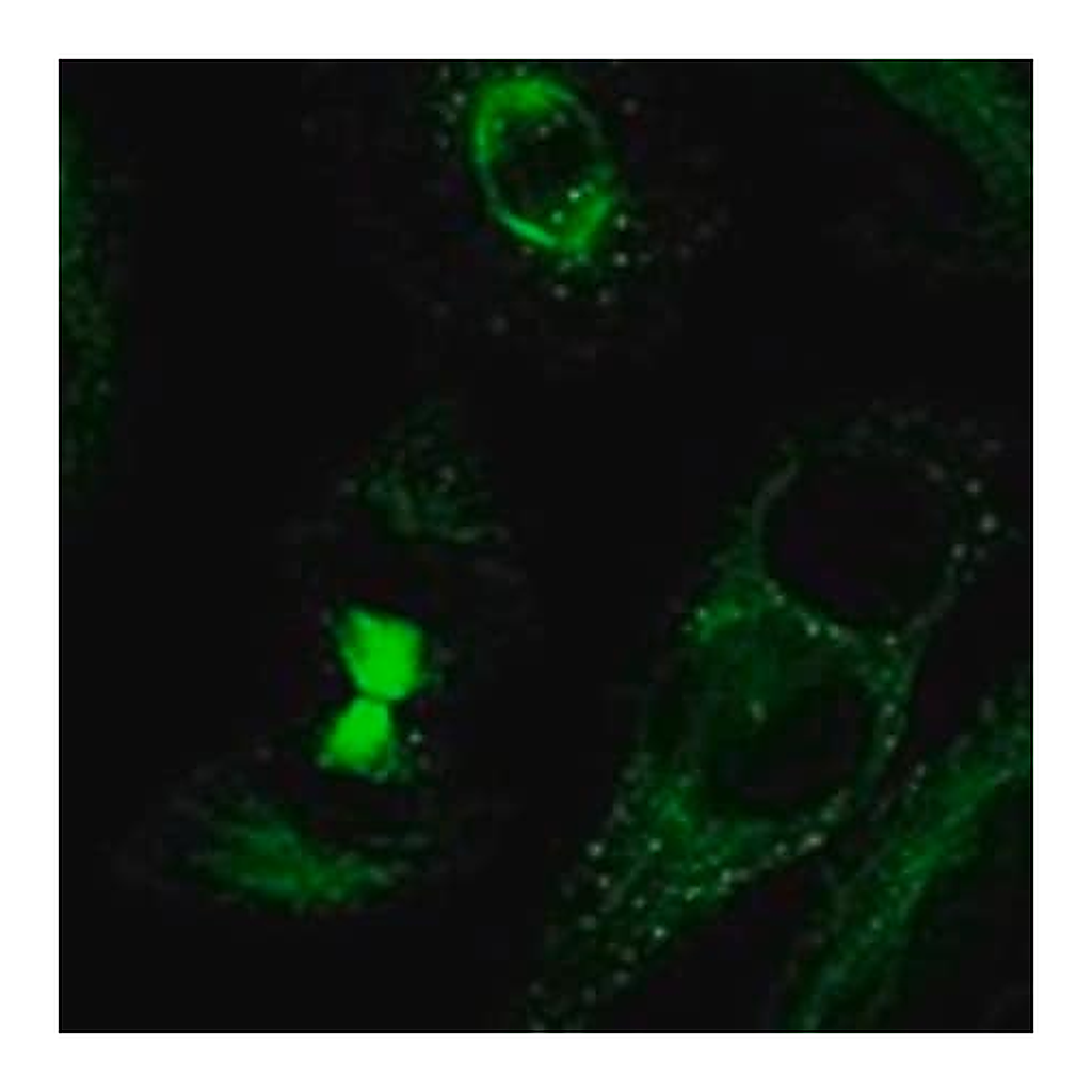 Merck Anti-TDRD6 antibody produced in rabbit