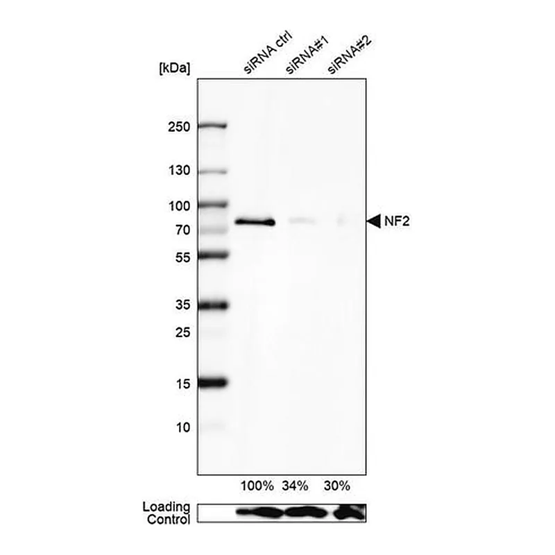 Merck Anti-NF2 antibody produced in rabbit