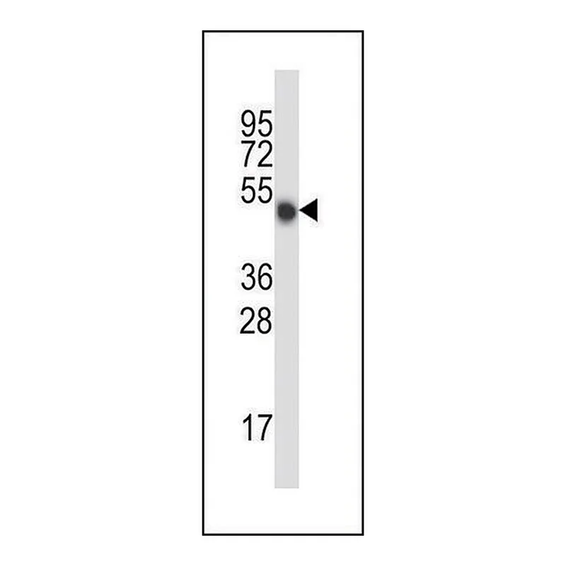 Merck ANTI-MOUSE MLKL (C-TERM) antibody produced in rabbit