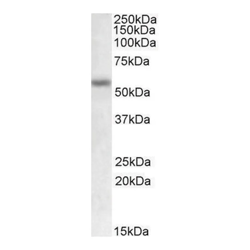 Merck Anti-MMP12 antibody produced in goat