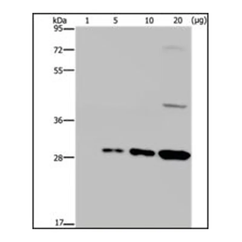 Merck ANTI-GFP