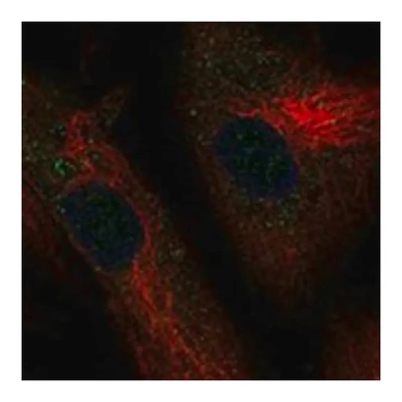 Merck Anti-ADAMTSL1 antibody produced in rabbit