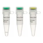 Thermo Fisher Scientific SfiI (10 U/μL)