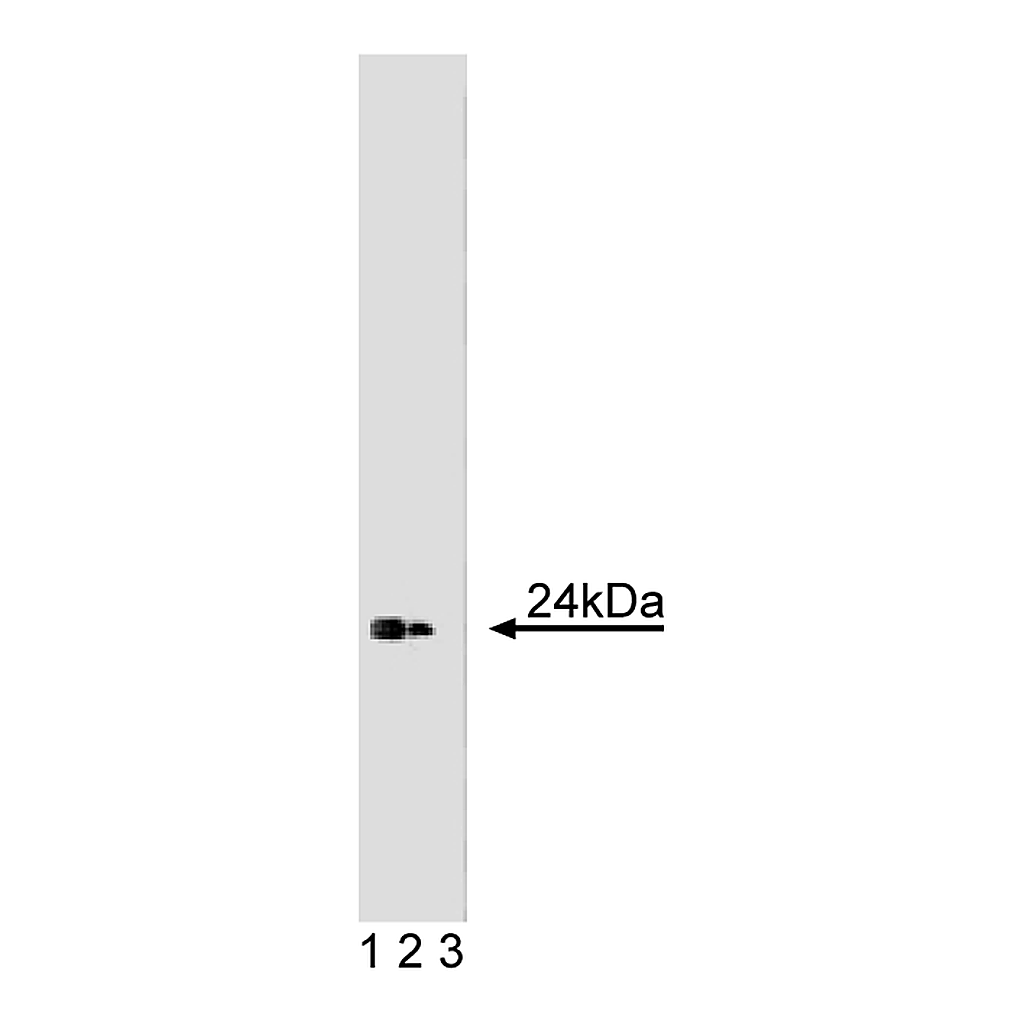 BD Purified Mouse Anti-Caveolin 1