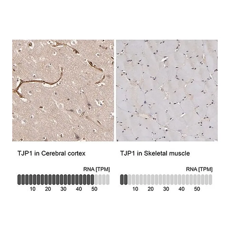 Merck Anti-TJP1 antibody produced in rabbit