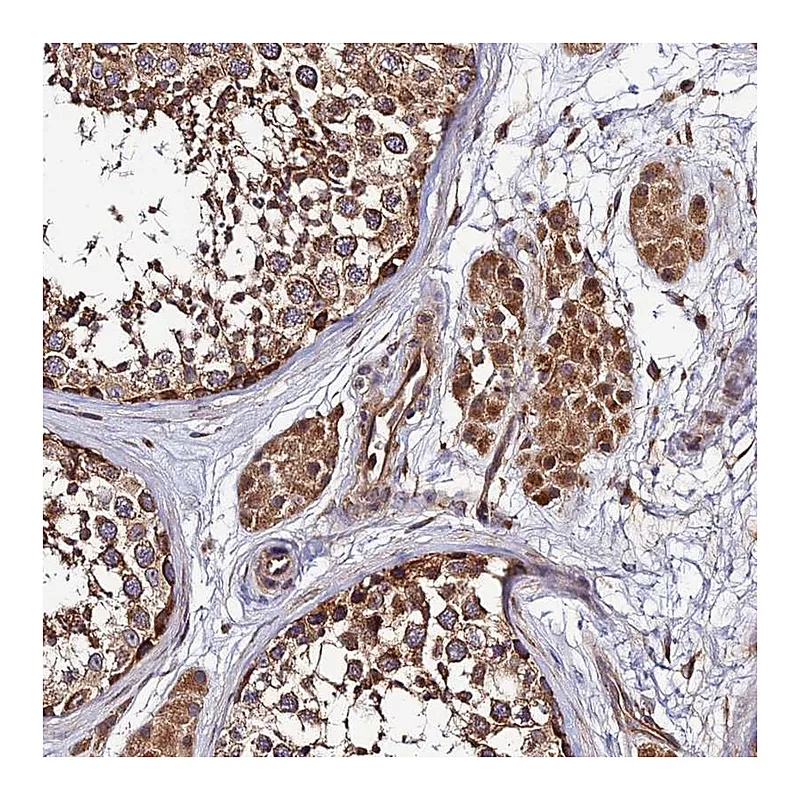 Atlas Antibodies Anti-CCDC150 Antibody