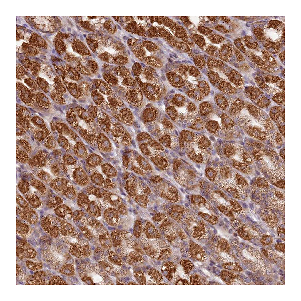 Atlas Antibodies Anti-CCDC159 Antibody