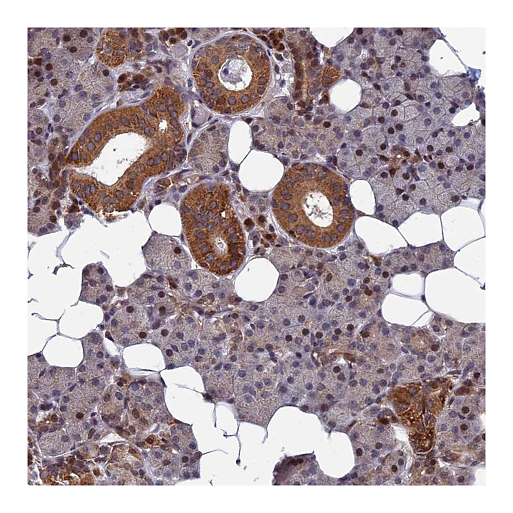 Atlas Antibodies Anti-CCDC160 Antibody