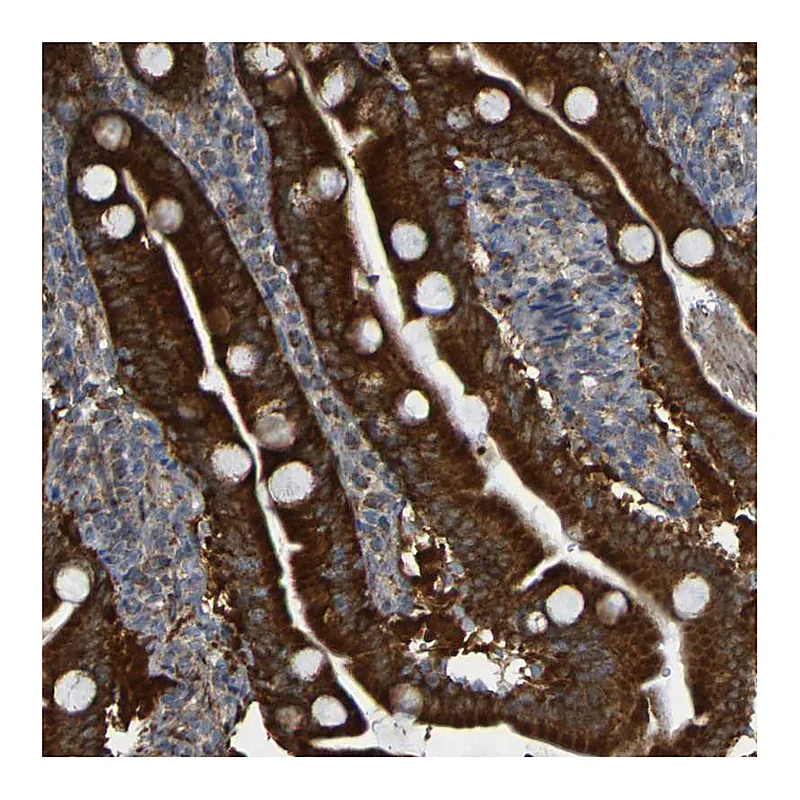 Atlas Antibodies Anti-CCDC51 Antibody