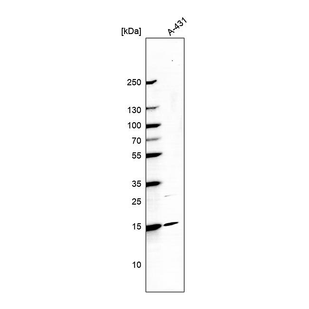 Atlas Antibodies Anti-CCDC58 Antibody