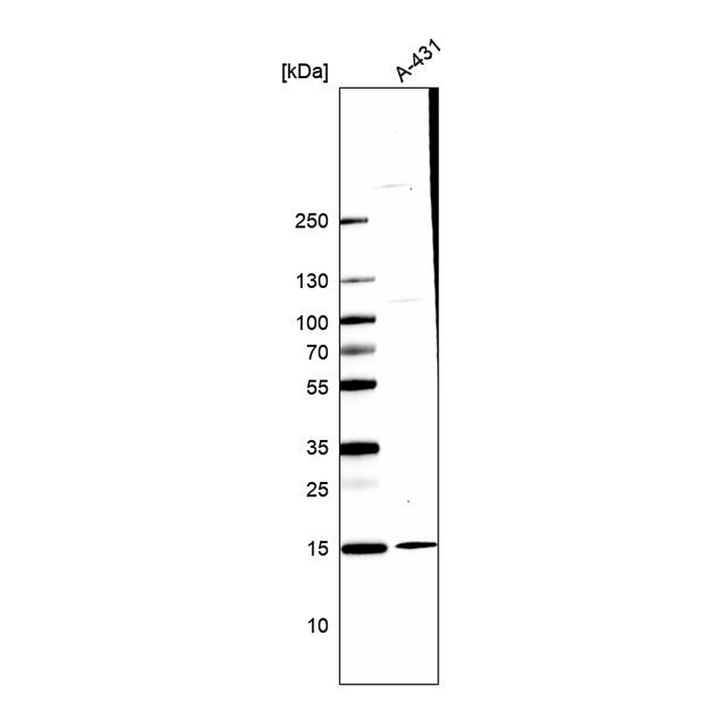 Atlas Antibodies Anti-CCDC58 Antibody