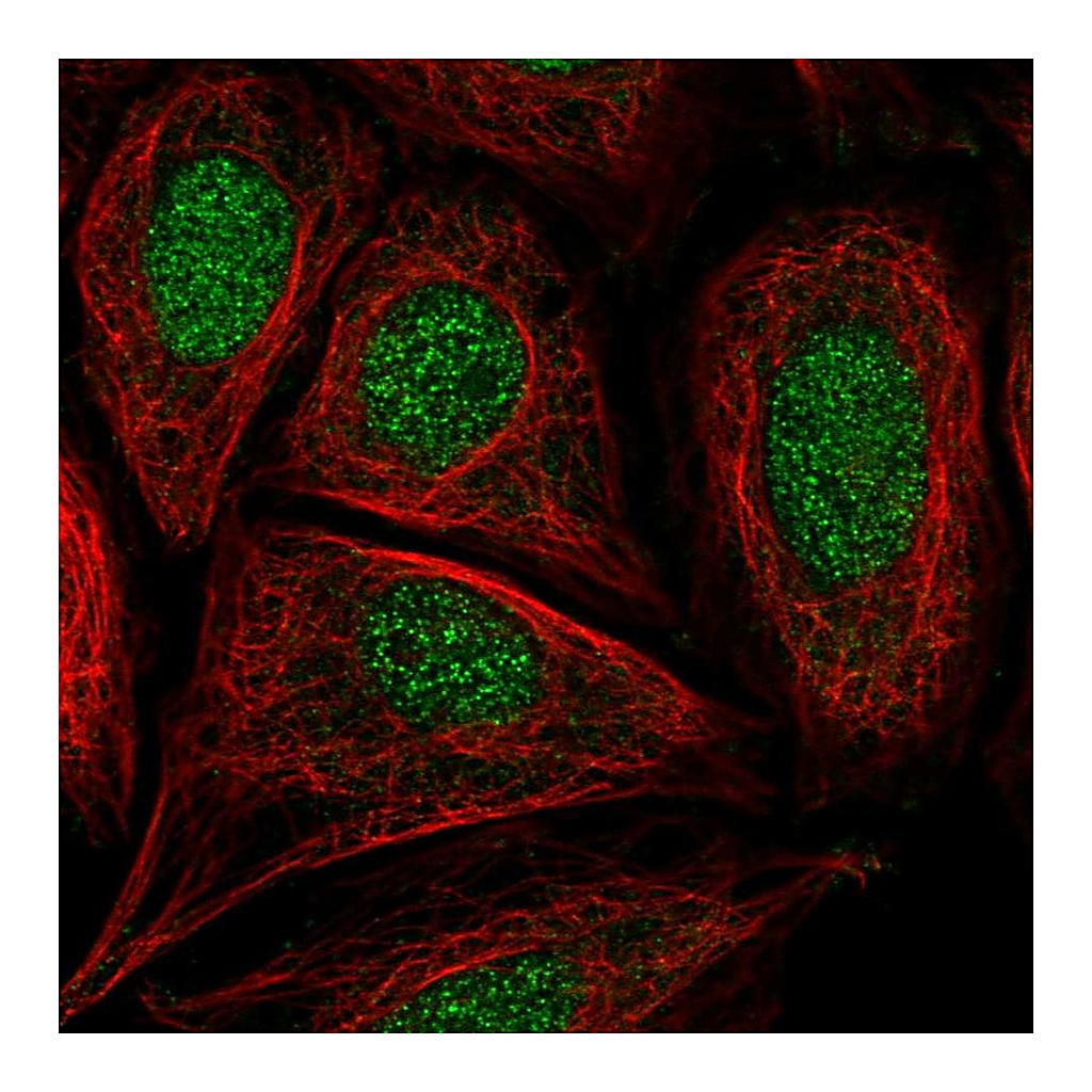 Atlas Antibodies Anti-CCDC61 Antibody
