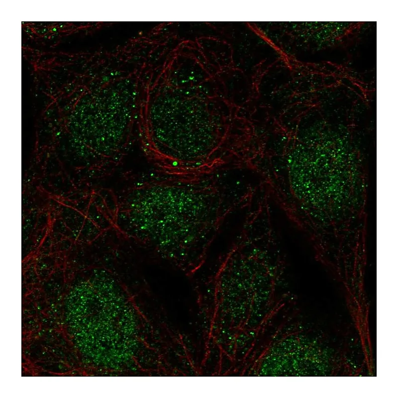 Atlas Antibodies Anti-CCDC63 Antibody