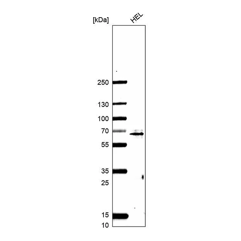 Atlas Antibodies Anti-CCDC82 Antibody