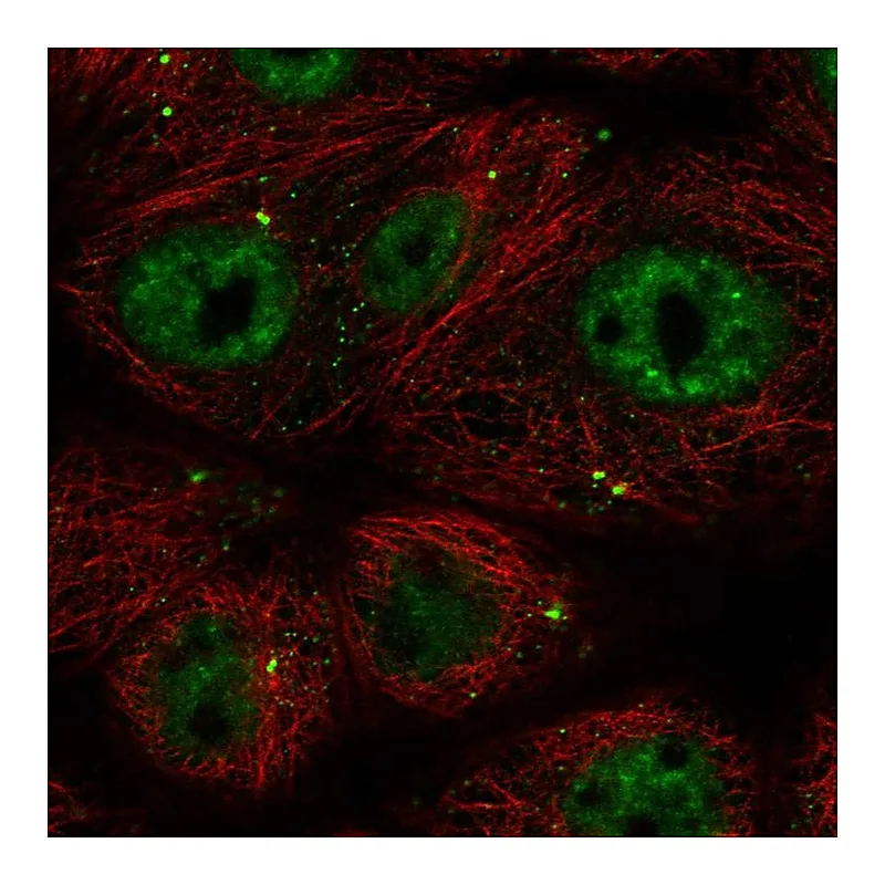Atlas Antibodies Anti-CCDC92 Antibody