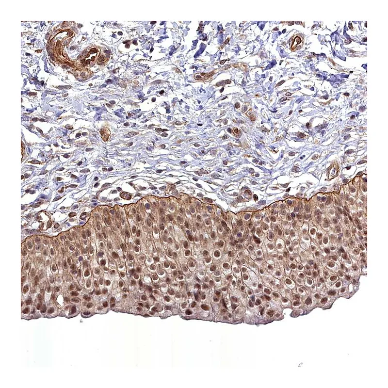 Atlas Antibodies Anti-CCDC94 Antibody