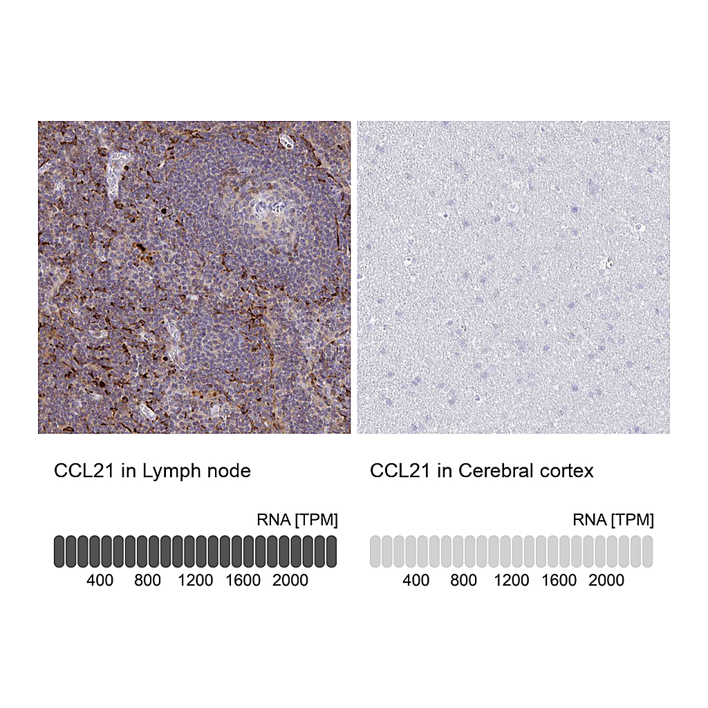 Atlas Antibodies Anti-CCL21 Antibody