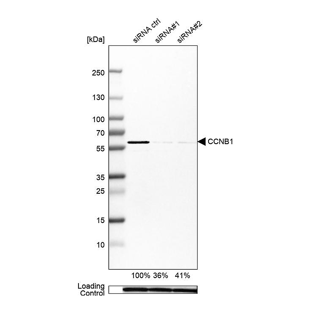 Atlas Antibodies Anti-CCNB1 Antibody