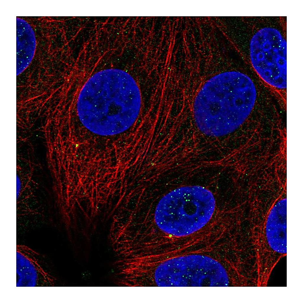 Atlas Antibodies Anti-CCNF Antibody