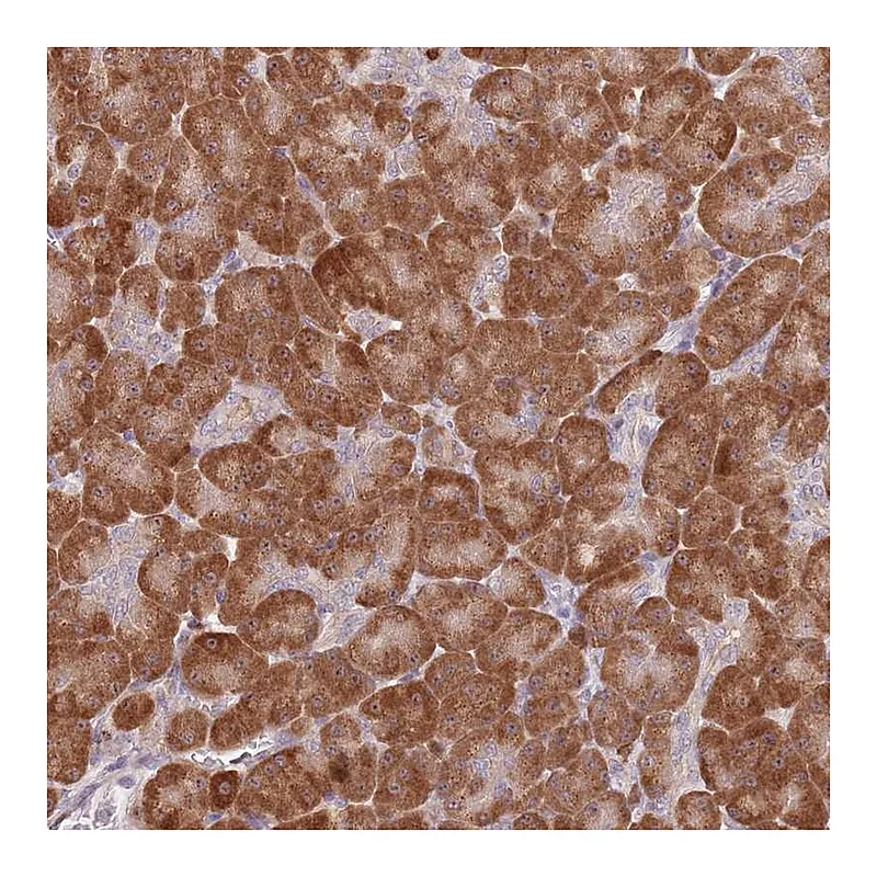Atlas Antibodies Anti-CCNJL Antibody