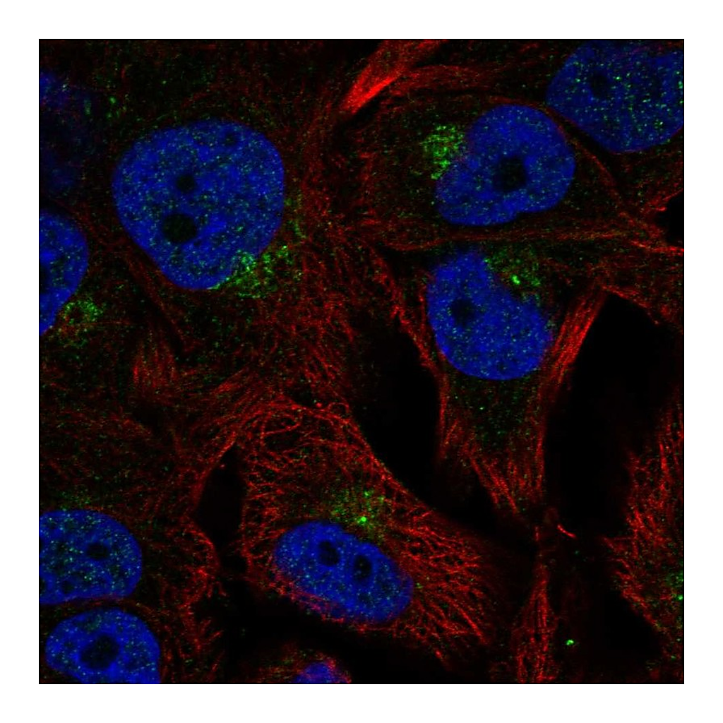 Atlas Antibodies Anti-CCPG1 Antibody