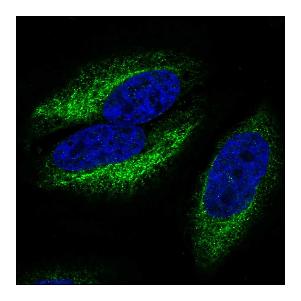 Atlas Antibodies Anti-CCR10 Antibody