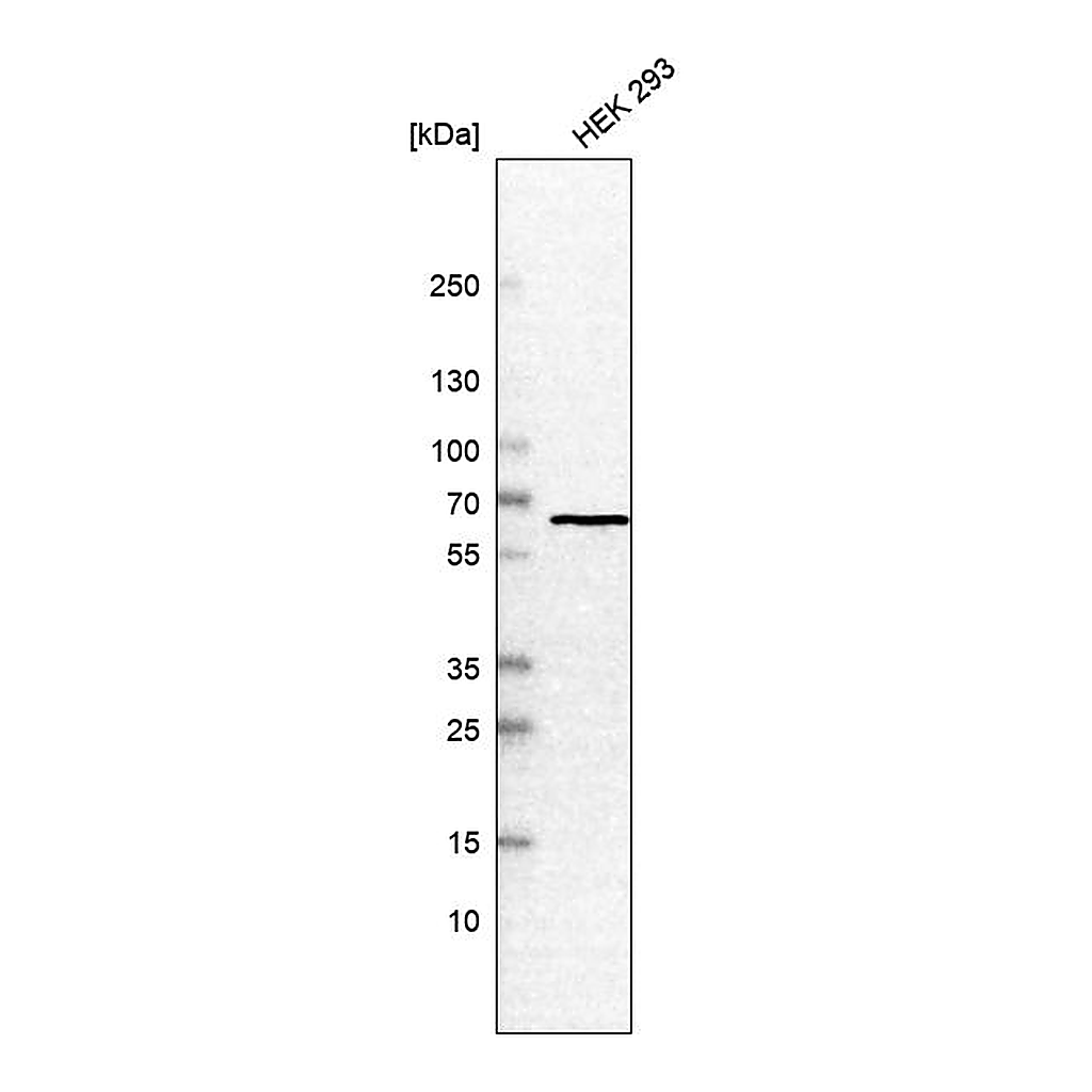 Atlas Antibodies Anti-CCT3 Antibody